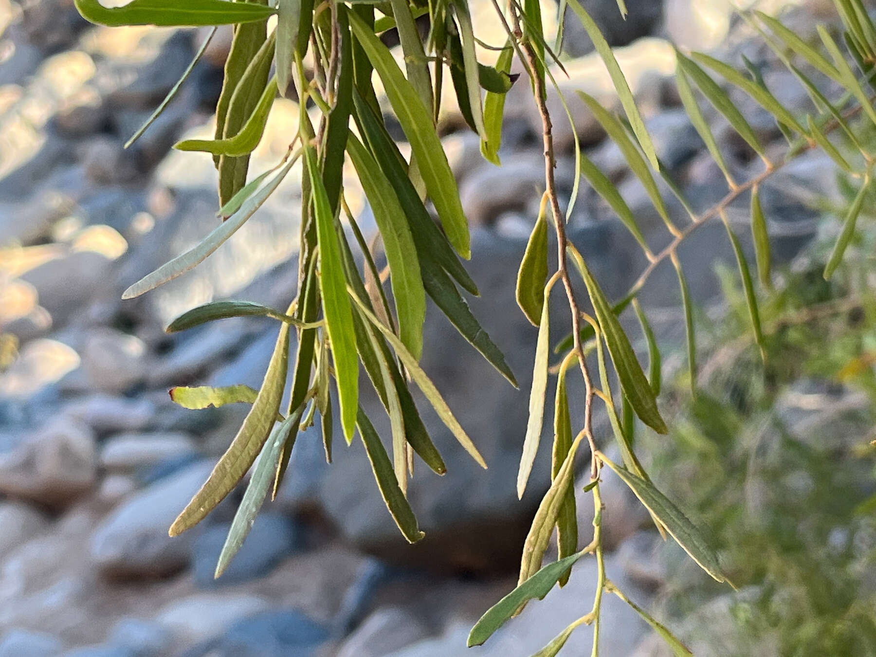 Image of Gymnosporia linearis subsp. lanceolata (E. Mey. ex Sond.) Jordaan