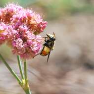 Image of Spotted-wing Bromeliad Fly