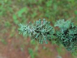 Image of shield lichen