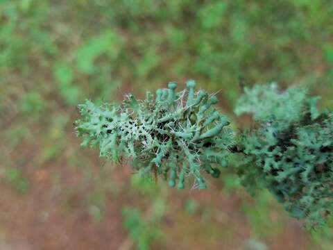 Image of shield lichen