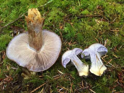 Слика од Cortinarius glaucopus (Schaeff.) Gray 1821