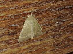 Image of Even-lined Sallow