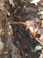 Image of White-spotted Slimy Salamander