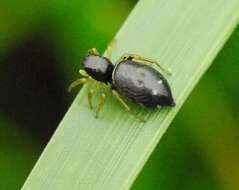 Image of Heliophanus flavipes (Hahn 1832)