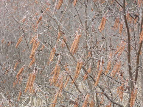 Imagem de Alnus incana subsp. rugosa (Du Roi) R. T. Clausen