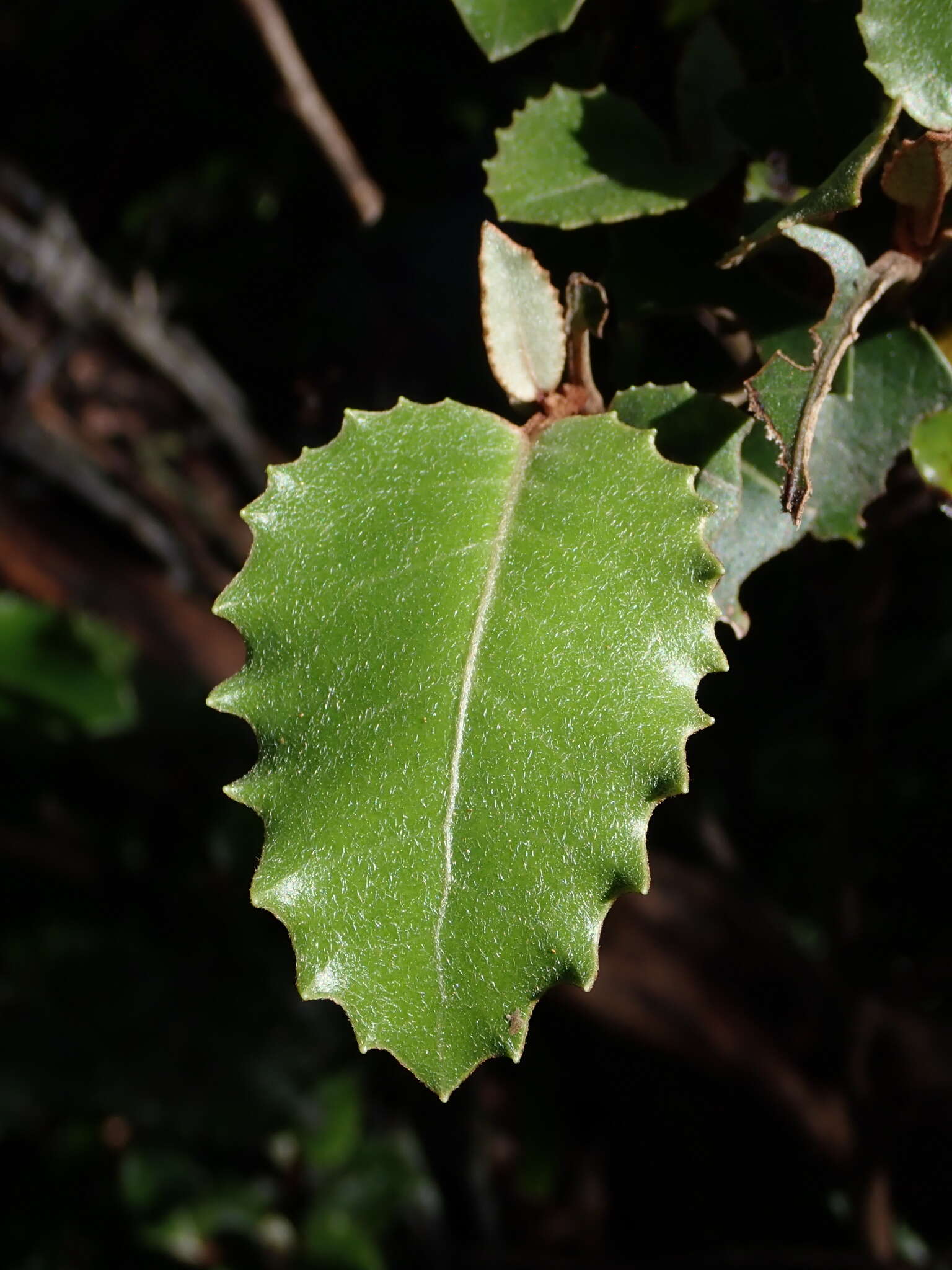 Imagem de Olearia macrodonta Baker