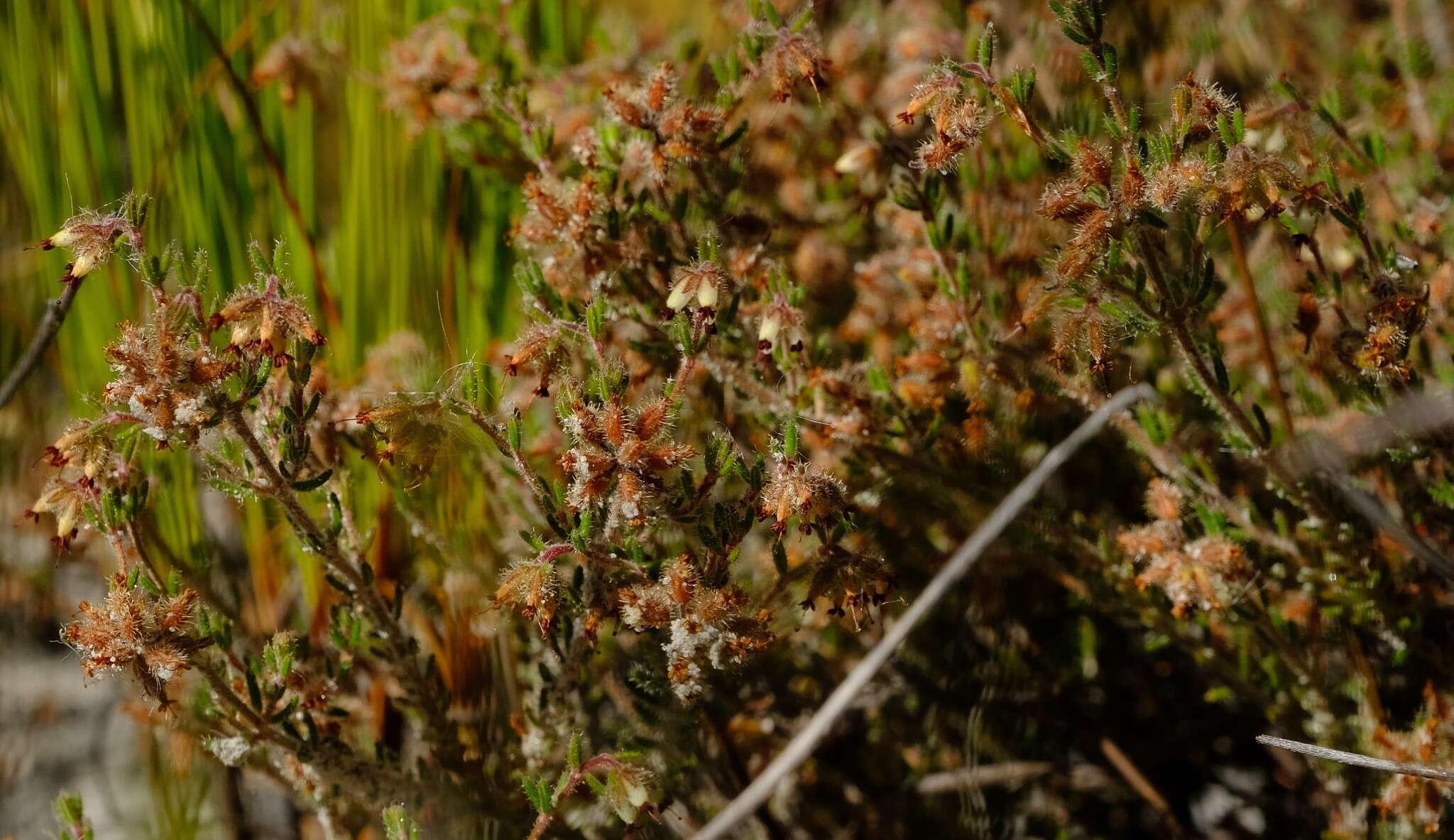 Image of Erica arachnocalyx E. G. H. Oliver