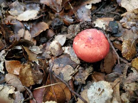 Image of Russula kermesina T. Lebel 2007