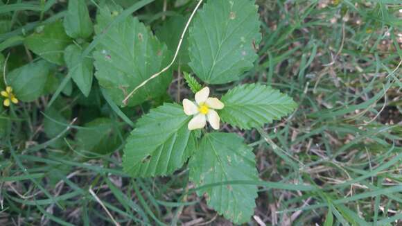 Image of threelobe false mallow