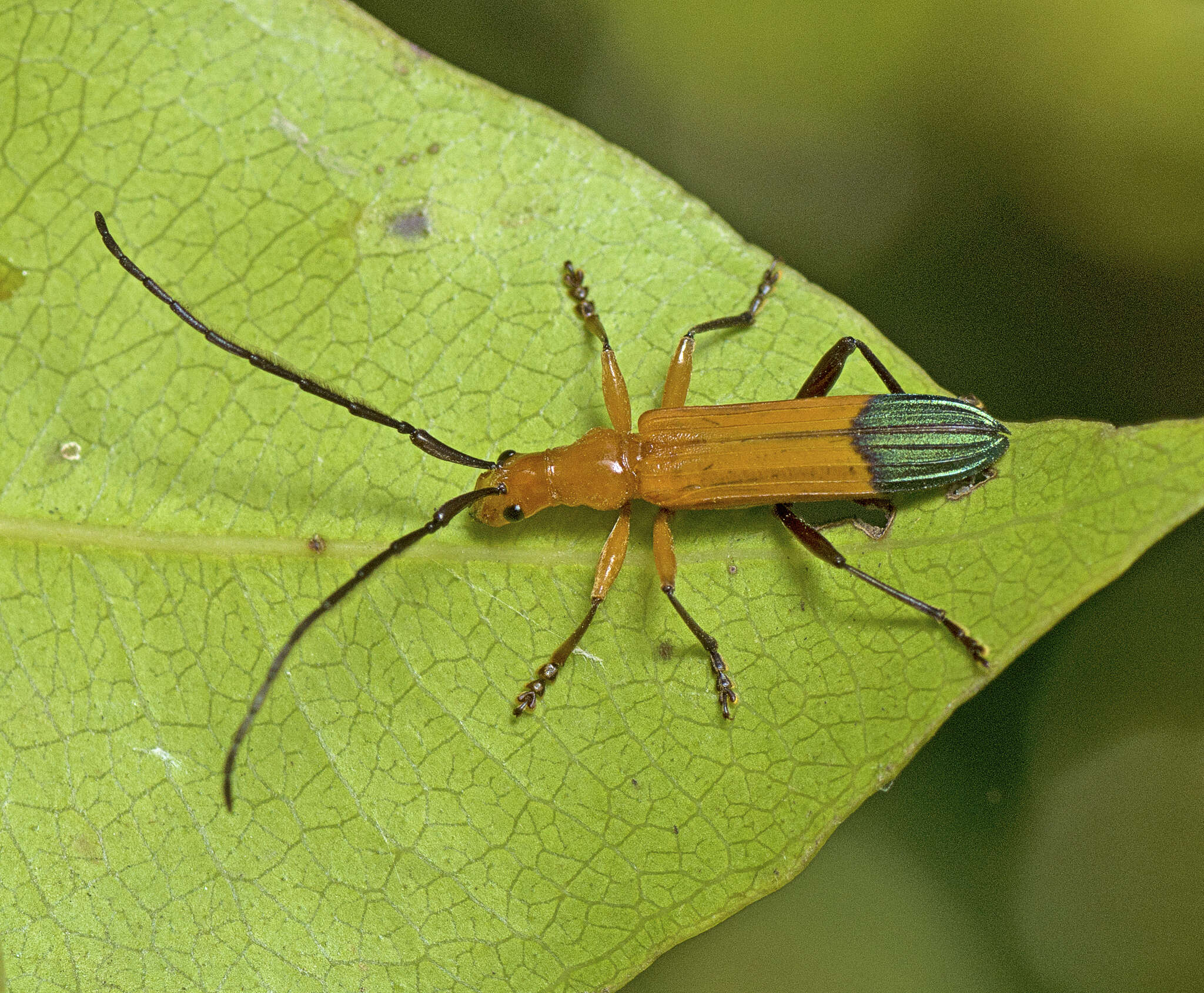 Image of Stenoderus ostricilla Newman 1850