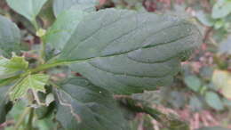 Image of Pogostemon benghalensis (Burm. fil.) Kuntze