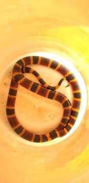 Image of Oaxacan Coral Snake