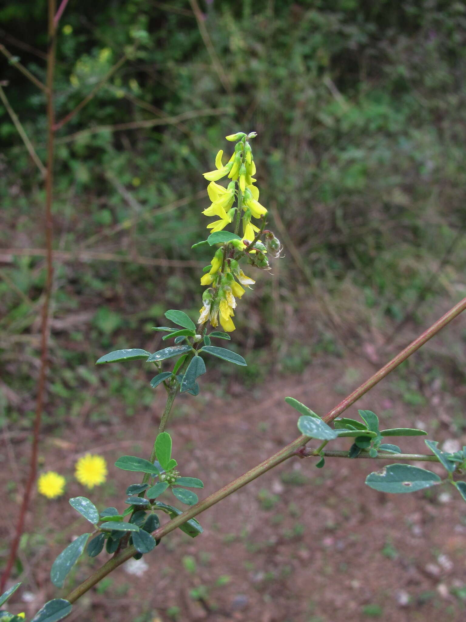 Imagem de Melilotus hirsutus Lipsky