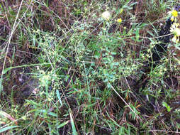 Sivun Euphorbia hexagona Nutt. ex Spreng. kuva