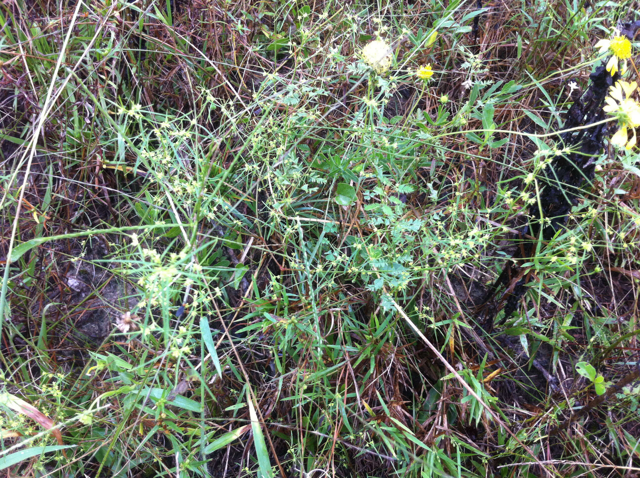 Image of sixangle spurge