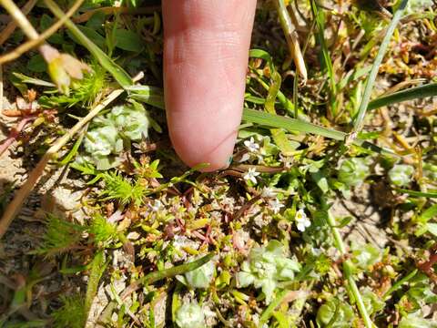 Image of Dwarf Calico-Flower