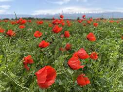 Image of Papaver pavoninum Fisch. & C. A. Mey.