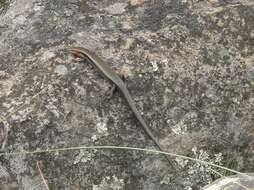 Image of Red-throated Cool-skink