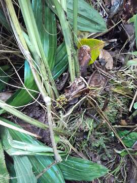 Image of Phaius pulchellus var. sandrangatensis Bosser