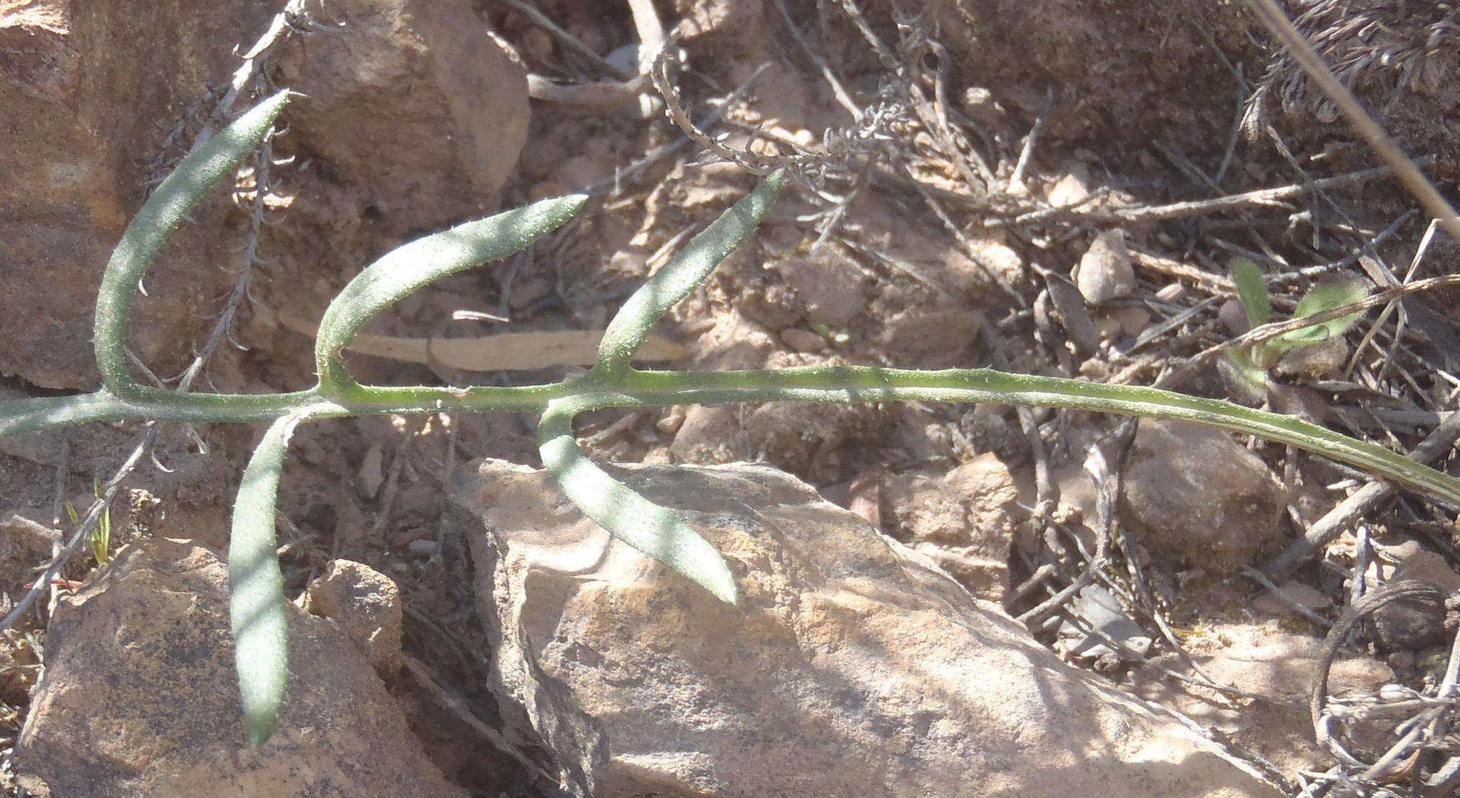 Image of Gazania krebsiana subsp. krebsiana