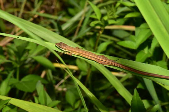 Image of Takydromus luyeanus Lue & Lin 2008