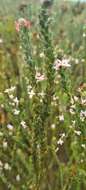 Image of Gnidia spicata (L. fil.) Gilg