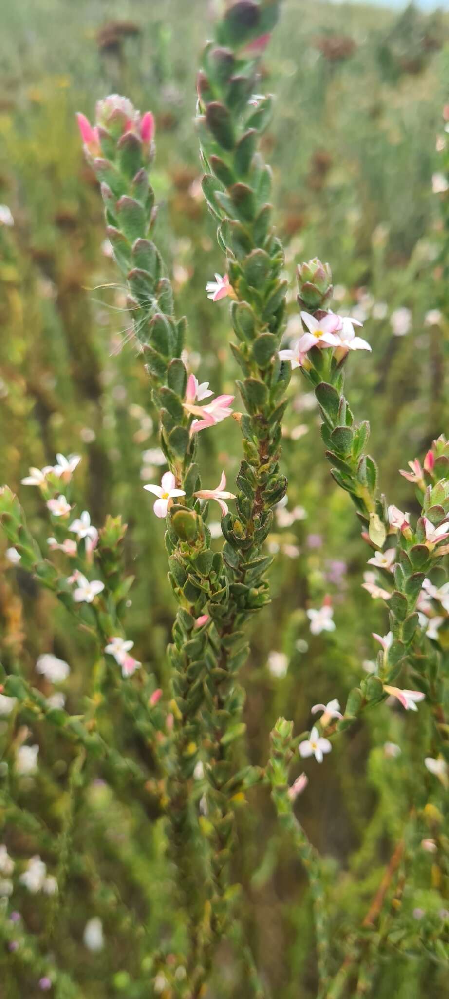 Image of Gnidia spicata (L. fil.) Gilg