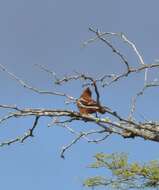 Image of Caatinga Cacholote