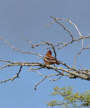 Pseudoseisura cristata (Spix 1824)的圖片