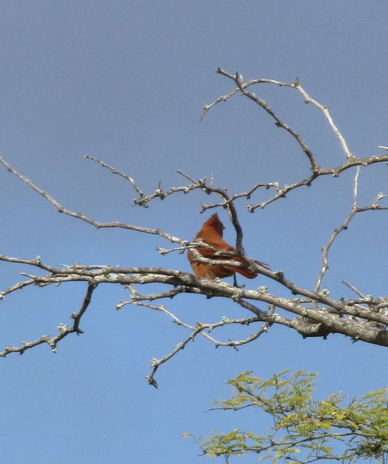 Image of Caatinga Cacholote