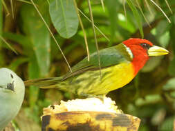 Image of Red-headed Barbet