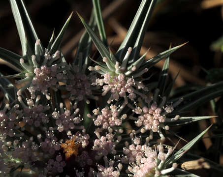 Image of Exoacantha heterophylla Labill.