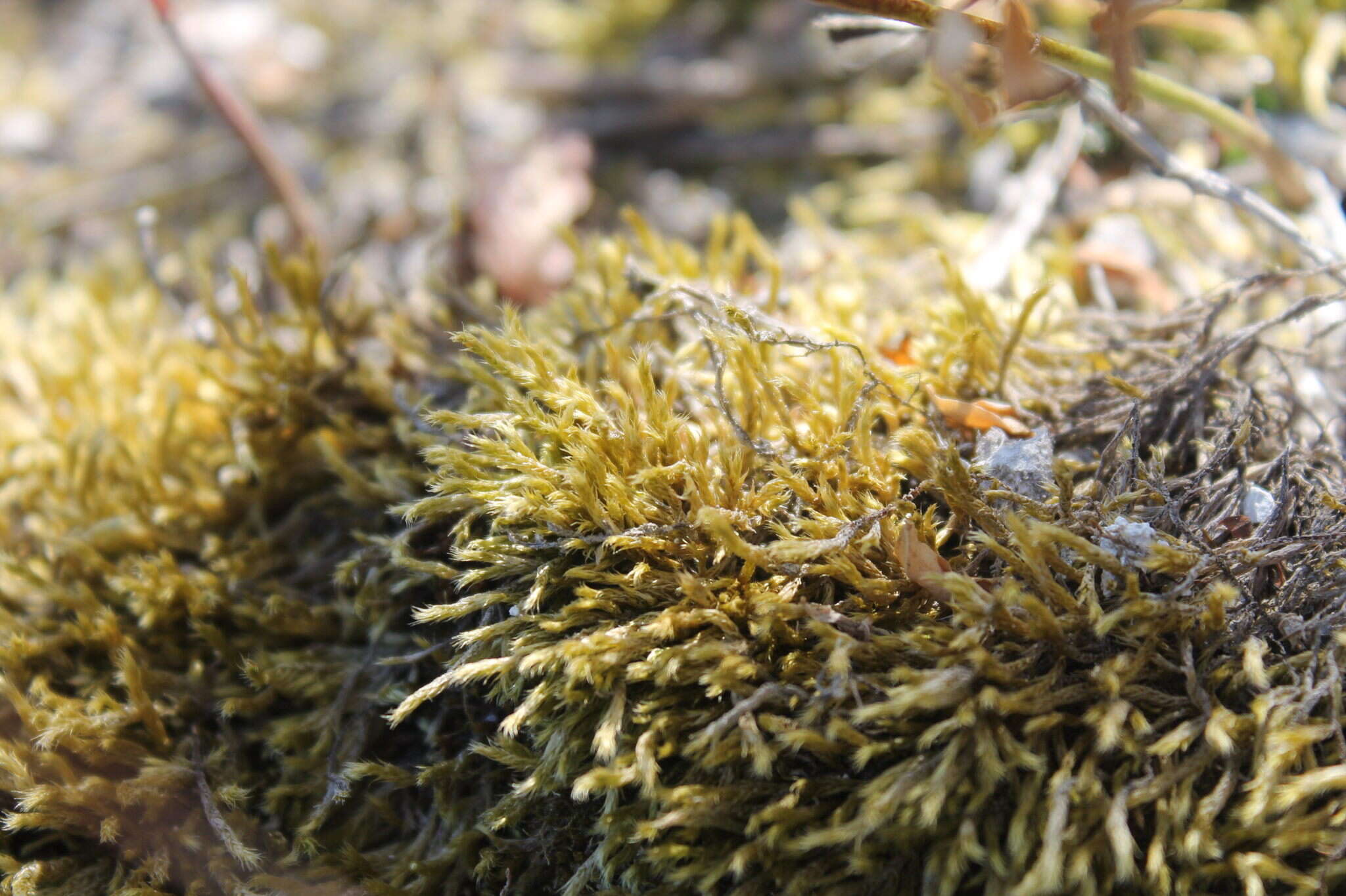 Image of streaky feather-moss