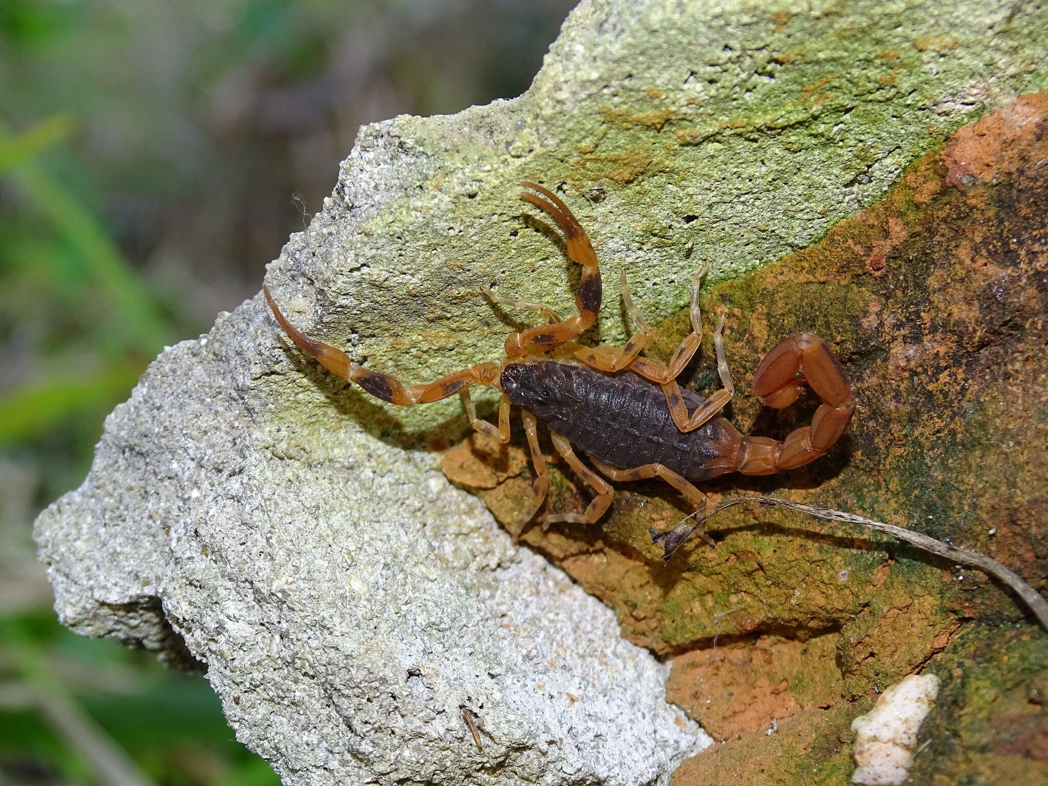 Image of Tityus bahiensis (Perty 1833)