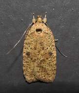 Image of Thelma's Agonopterix