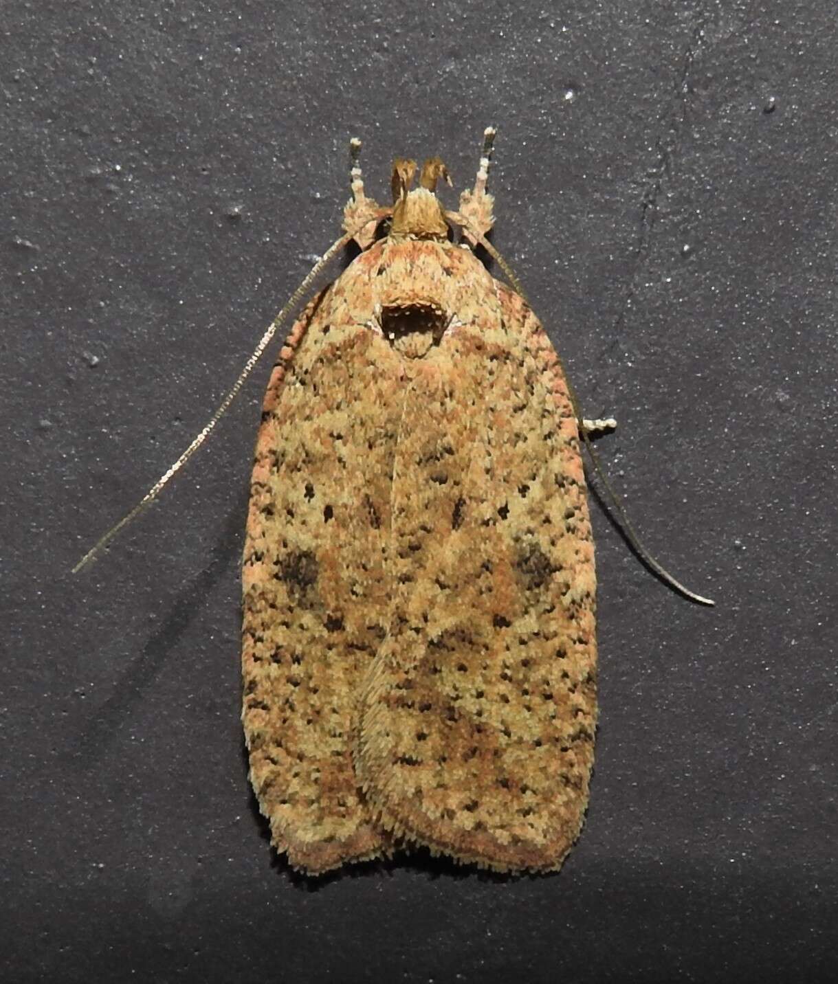 Image of Thelma's Agonopterix