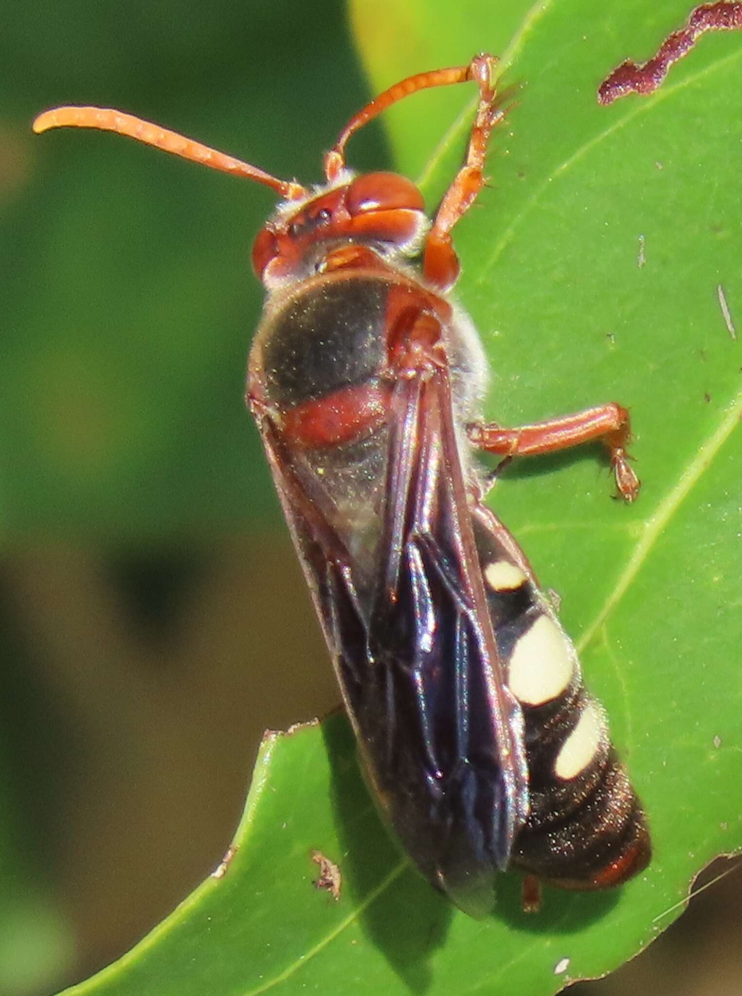 Image of Stizus fuscipennis (F. Smith 1856)