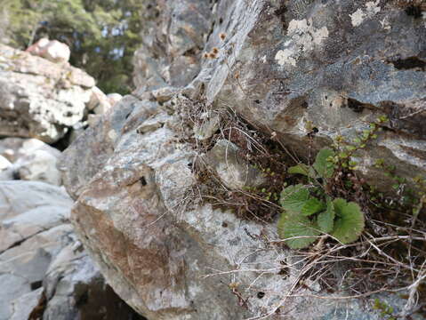 Image of Geum cockaynei (F. Bolle) B. P. J. Molloy & C. J. Webb