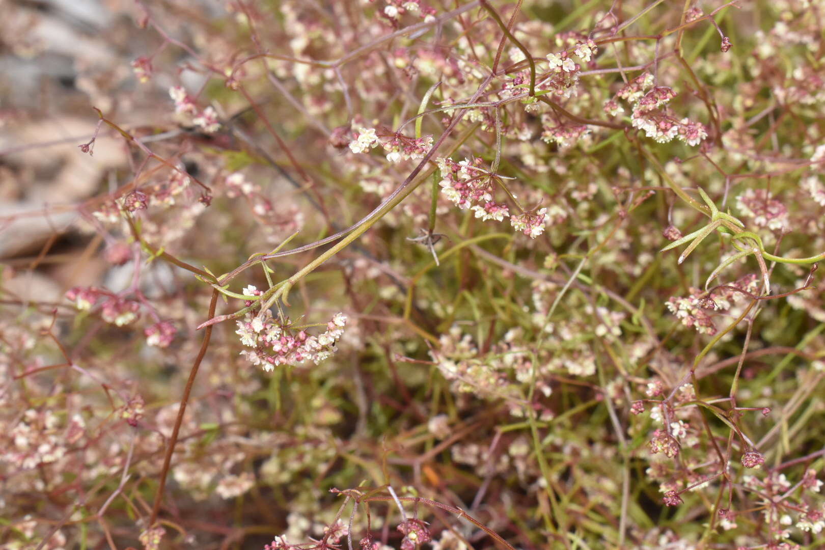 Image of Platysace tenuissima (Benth.) C. Norman