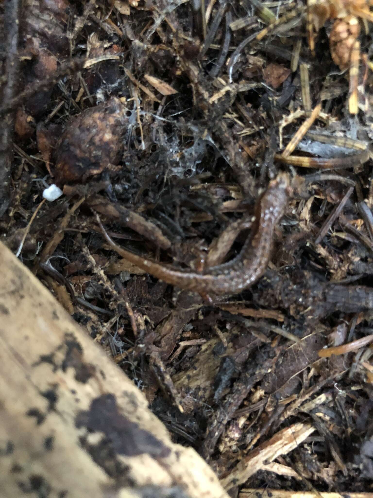 Image of Pygmy Salamander