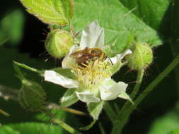 Image of Andrena auricoma Smith 1879