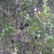 Image of Northern silky oak