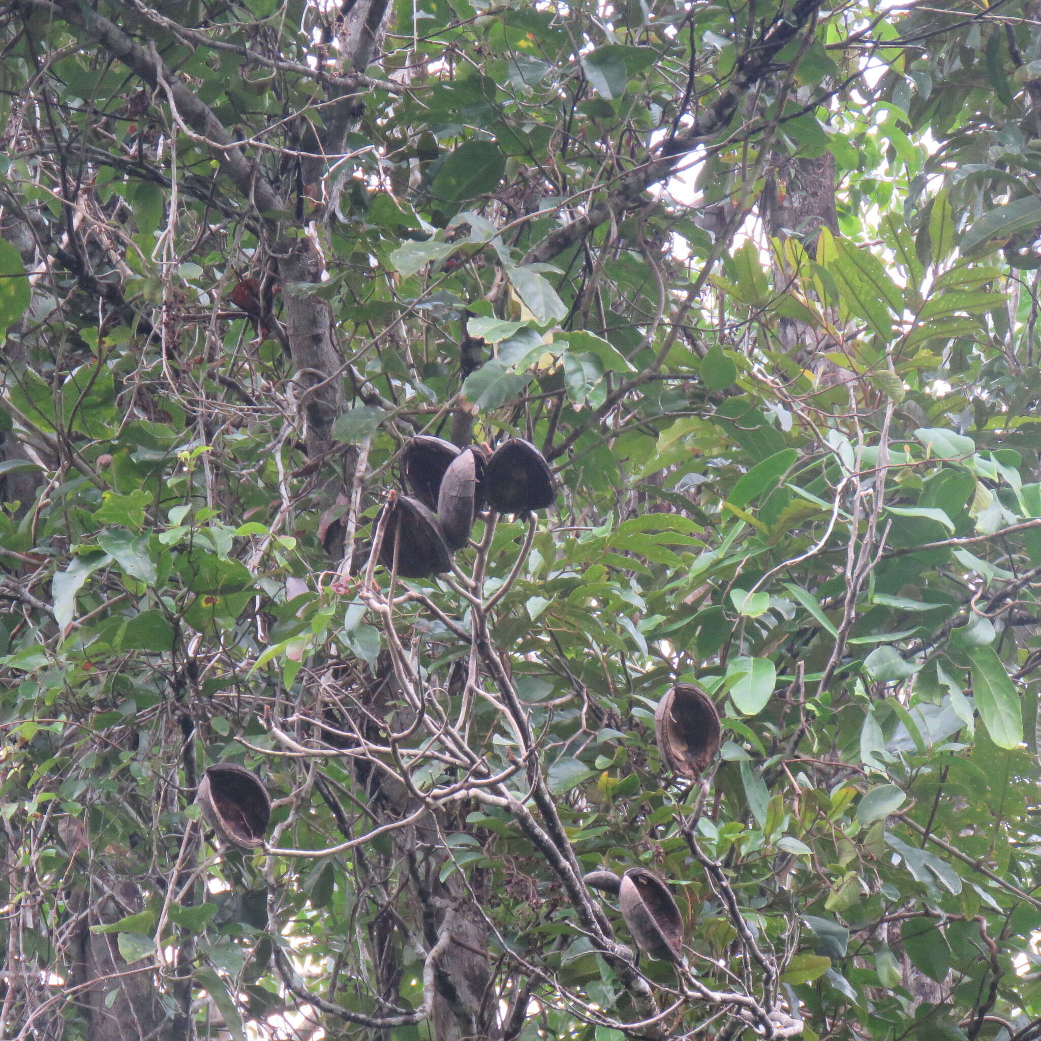 Image of Northern silky oak