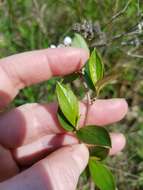 Photinia floribunda (Lindl.) K. R. Robertson & J. B. Phipps的圖片