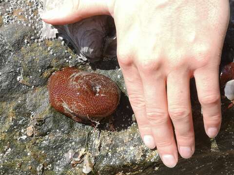 Image of Strawberry anemone