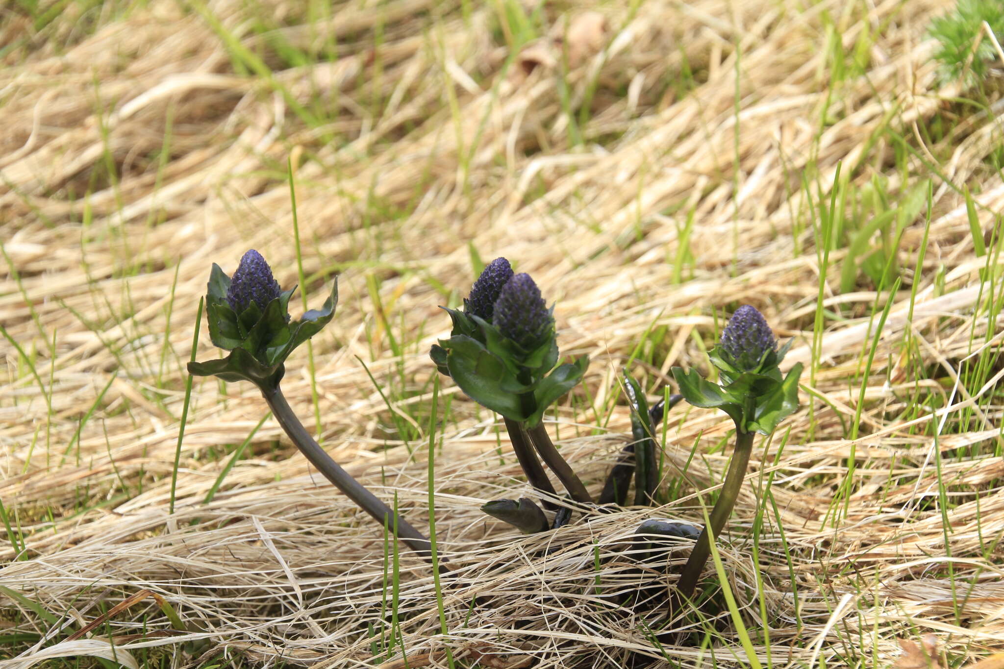 Image of Lagotis uralensis Schischk.