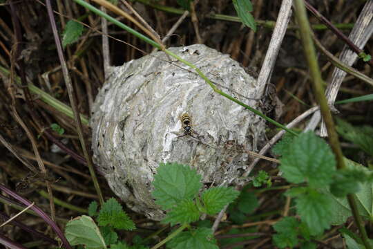 Dolichovespula saxonica (Fabricius 1793)的圖片