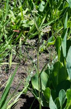 Image of Asclepias concinna (Schltr.) Schltr.