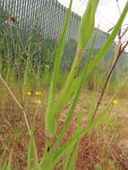 Image of remarkable goatsbeard