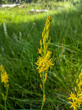 Image of California bog asphodel